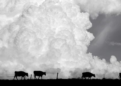 Agriculture