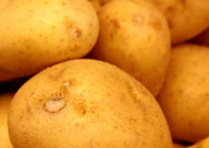 Seed Potatoes